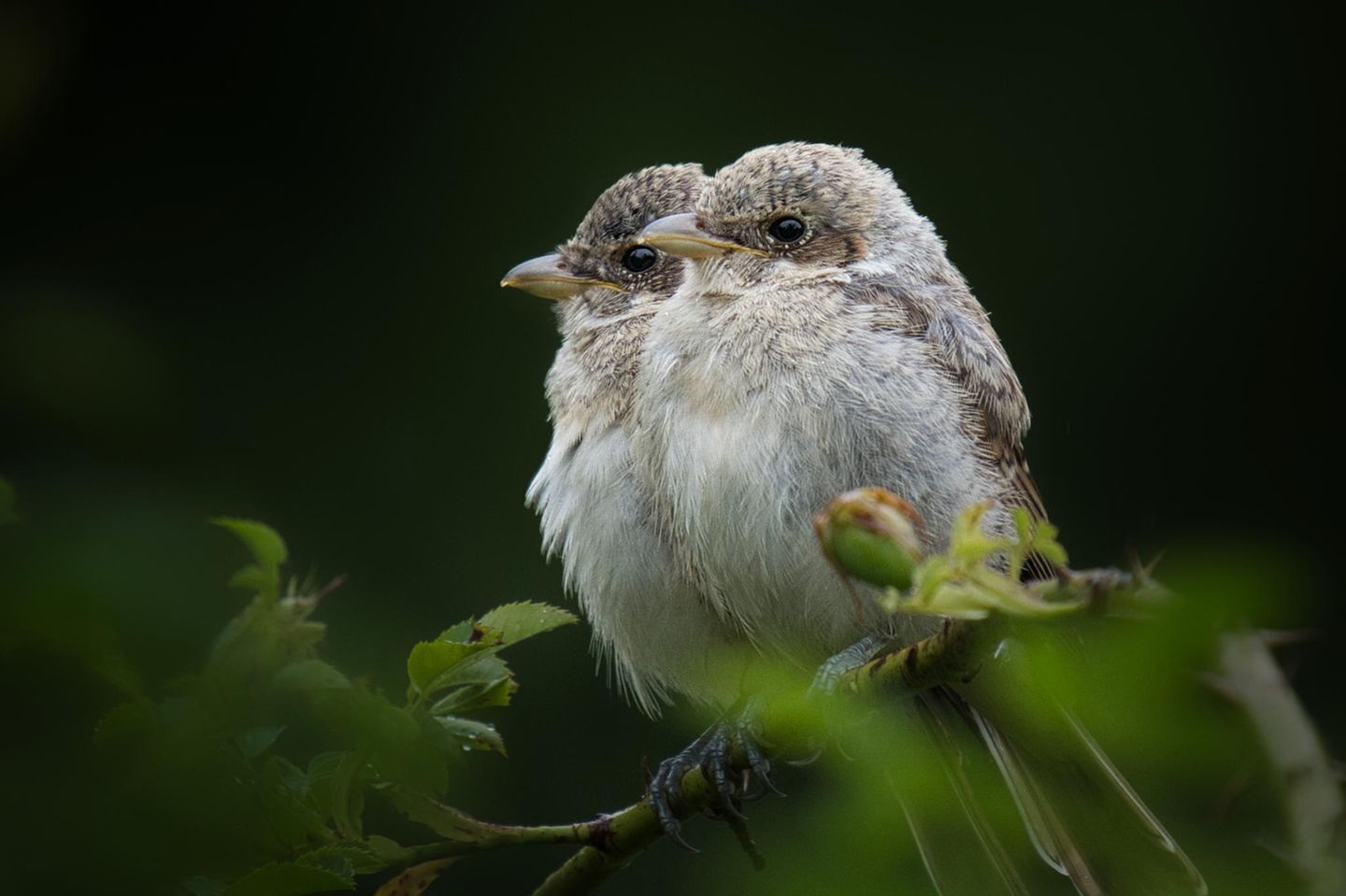 08.07.2021  "Neuntöter Nachwuchs auf dem Kronsberg in Hannover. Nach 3 stunden warten im Regen haben sich die 2 süßen endlich mal Blicken lassen."  Kamera: Sony a7III mit dem 200-600 Objektiv von Sony  Mehr Fotos von Matthias Wenig
