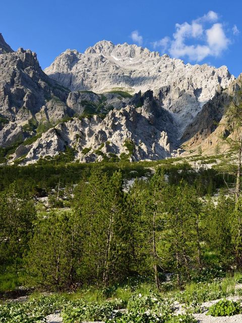 Während im Flachland viele Nadelbäume steigenden Temperaturen ausgeliefert sind, können sie im Gebirge wie hier im Wimbachtal bei Berchtesgaden prinzipiell in höhere Lagen ausweichen