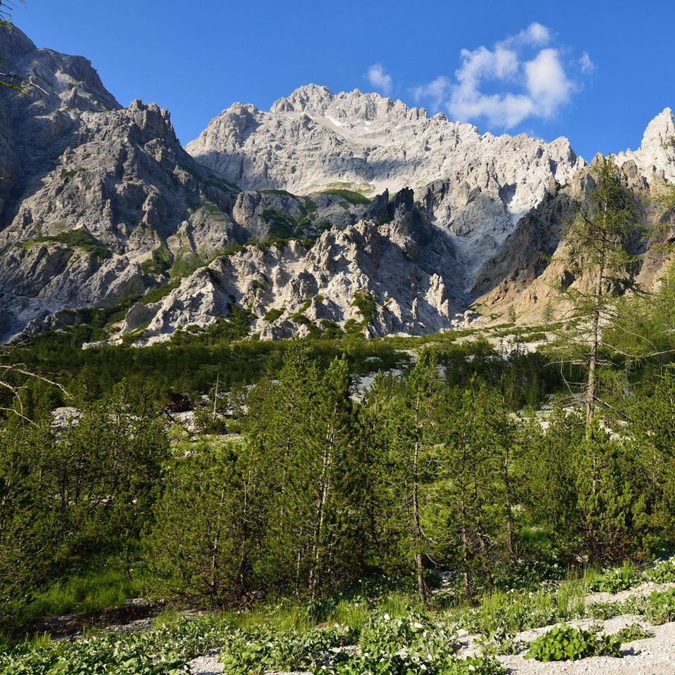 Während im Flachland viele Nadelbäume steigenden Temperaturen ausgeliefert sind, können sie im Gebirge wie hier im Wimbachtal bei Berchtesgaden prinzipiell in höhere Lagen ausweichen