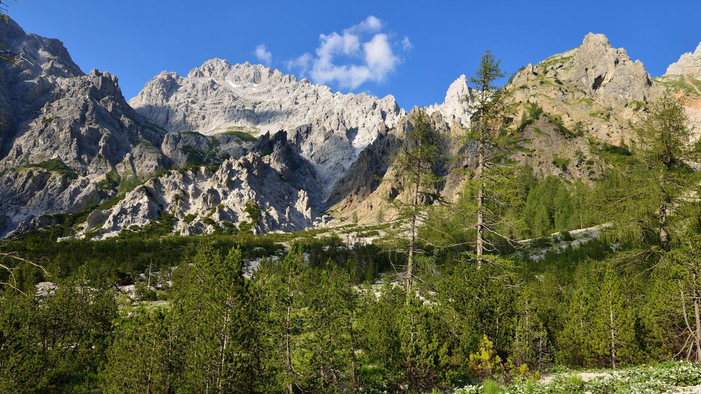 Während im Flachland viele Nadelbäume steigenden Temperaturen ausgeliefert sind, können sie im Gebirge wie hier im Wimbachtal bei Berchtesgaden prinzipiell in höhere Lagen ausweichen