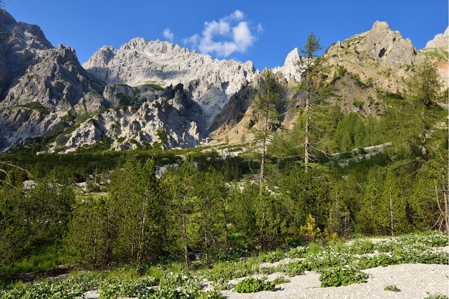 Während im Flachland viele Nadelbäume steigenden Temperaturen ausgeliefert sind, können sie im Gebirge wie hier im Wimbachtal bei Berchtesgaden prinzipiell in höhere Lagen ausweichen
