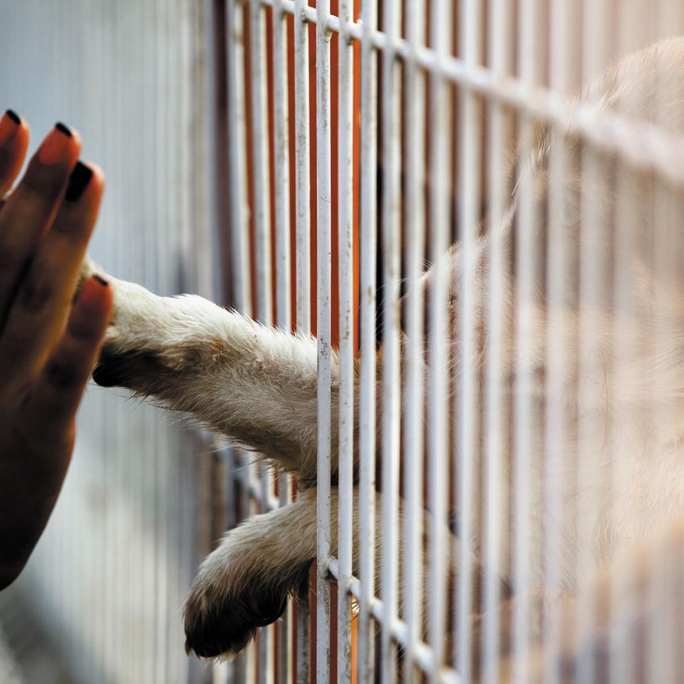 Immer mehr Tierheime geraten in Corona-Zeiten an den Rand ihrer Kapazitäten