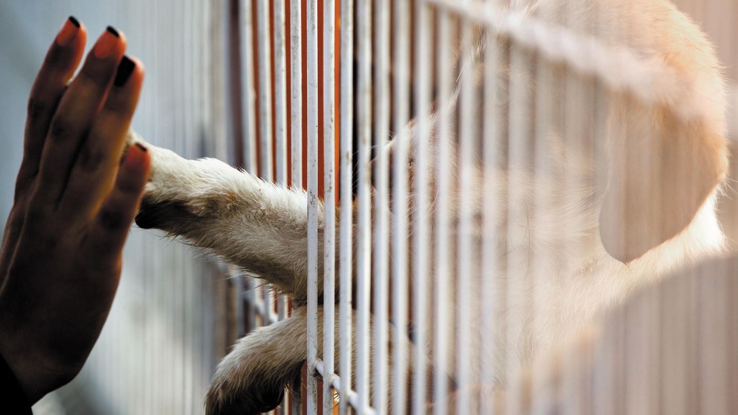 Immer mehr Tierheime geraten in Corona-Zeiten an den Rand ihrer Kapazitäten