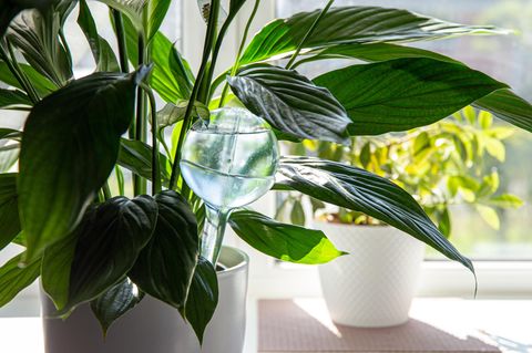Rund transparente Selbstbewässerungs-Kugel im Blumentopf
