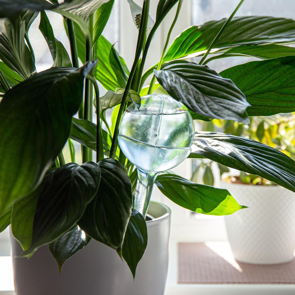 Rund transparente Selbstbewässerungs-Kugel im Blumentopf