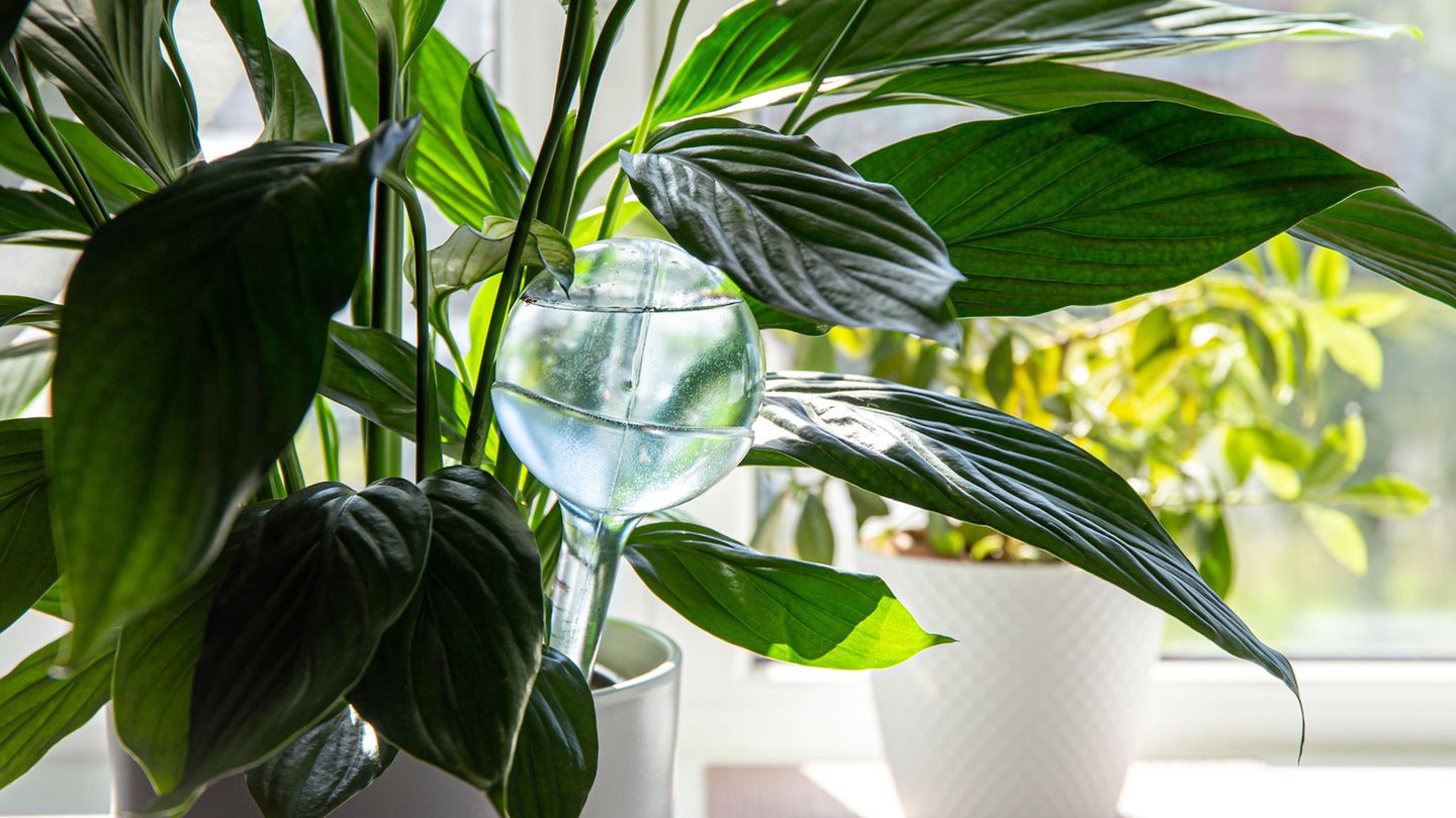 Rund transparente Selbstbewässerungs-Kugel im Blumentopf