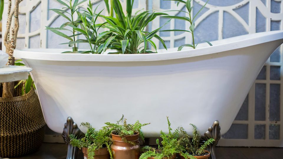 Pflanzen stehen zum Bewässern in der Badewanne