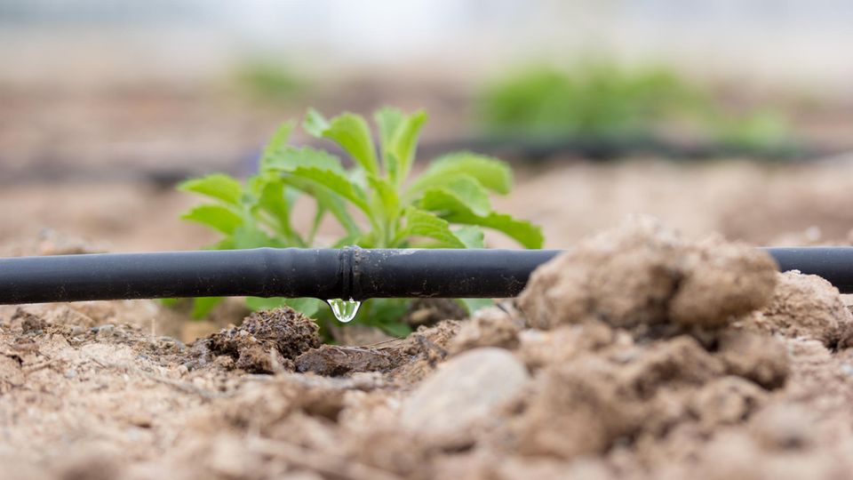 Wasser tropft aus einem Tropfschlauch im Garten