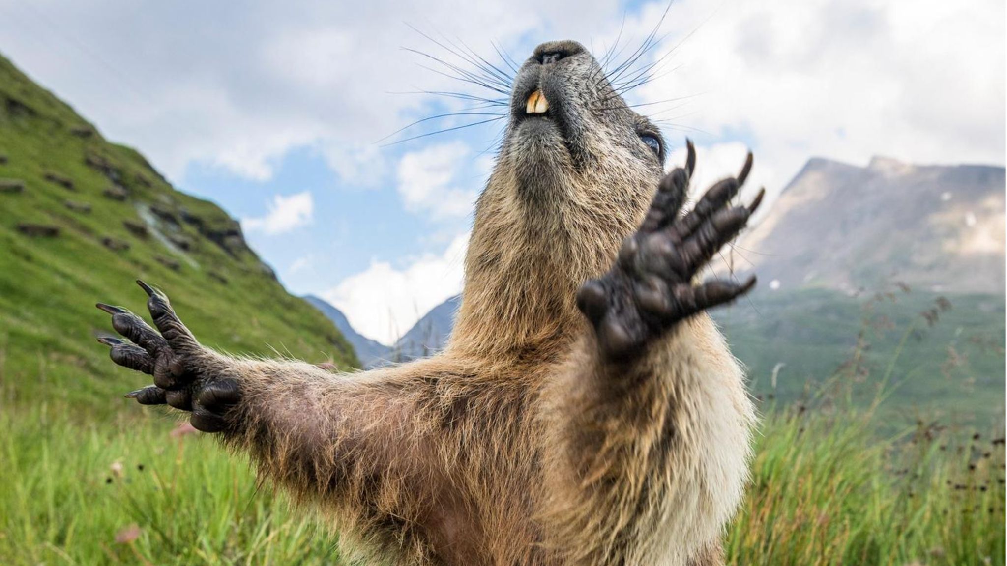 Murmeltiere nutzen insbesondere die Sommermonate, um sich eine dicke Fettschicht anzufuttern: eine notwendige Energiereserve für den mehrere Monate andauernden Winterschlaf, in den die Nager fallen