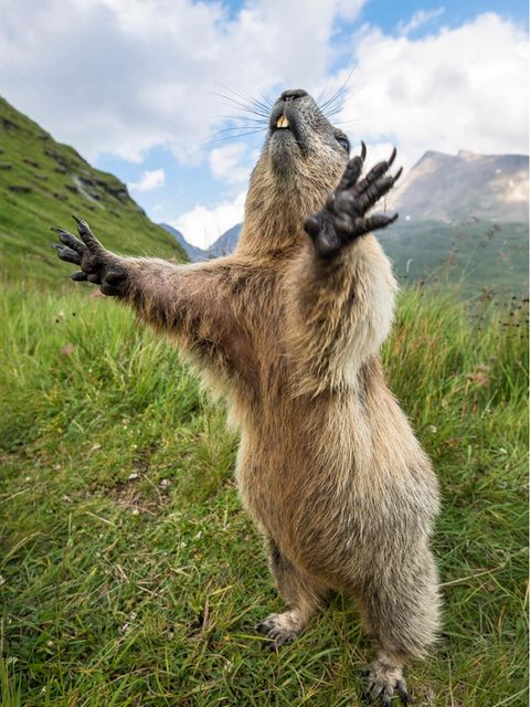 Murmeltiere nutzen insbesondere die Sommermonate, um sich eine dicke Fettschicht anzufuttern: eine notwendige Energiereserve für den mehrere Monate andauernden Winterschlaf, in den die Nager fallen