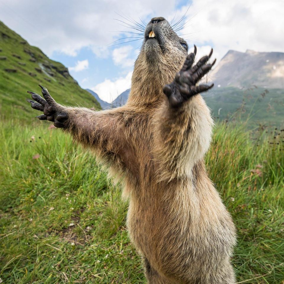 Murmeltiere nutzen insbesondere die Sommermonate, um sich eine dicke Fettschicht anzufuttern: eine notwendige Energiereserve für den mehrere Monate andauernden Winterschlaf, in den die Nager fallen
