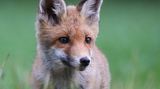 09.07.2021  "Es macht immer wieder Spaß, die jungen Füchse zu fotografieren. Dieses mal war dieser junge Fuchs sehr neugierig und kam bis auf einige Meter auf mich zu gelaufen. Es war mal wieder echt ein tolles Erlebnis."  Kamera: Canon EOS R, Objektiv: Sigma 150-600mm Contemporary F:6,3 600mm 1/500 ISO 2000  Mehr Fotos von Pascal Knauf