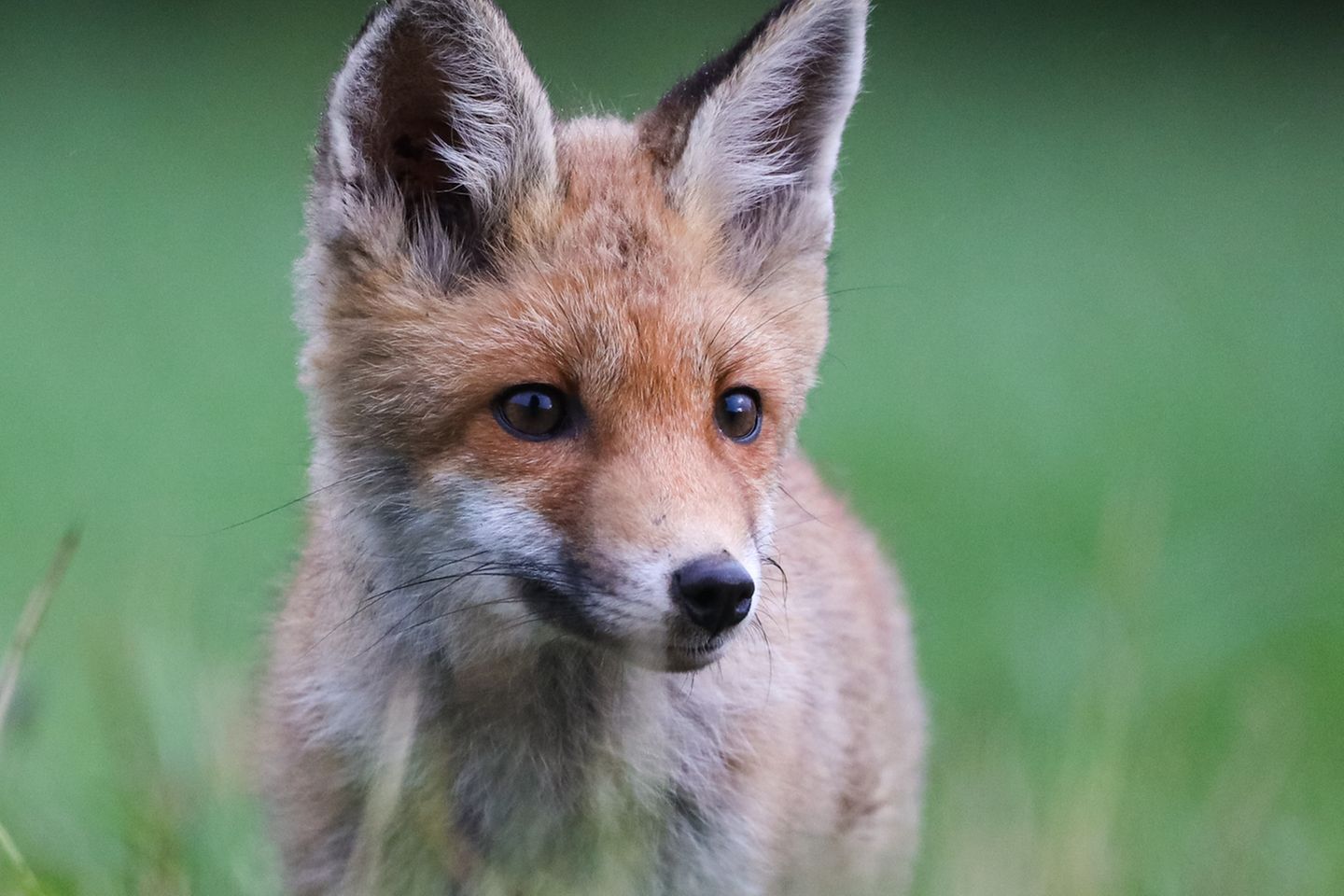 09.07.2021  "Es macht immer wieder Spaß, die jungen Füchse zu fotografieren. Dieses mal war dieser junge Fuchs sehr neugierig und kam bis auf einige Meter auf mich zu gelaufen. Es war mal wieder echt ein tolles Erlebnis."  Kamera: Canon EOS R, Objektiv: Sigma 150-600mm Contemporary F:6,3 600mm 1/500 ISO 2000  Mehr Fotos von Pascal Knauf