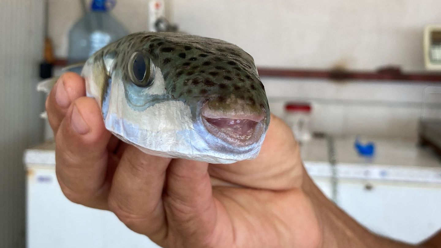 Fischer hält einen Hasenkopf-Kugelfisch in der Hand