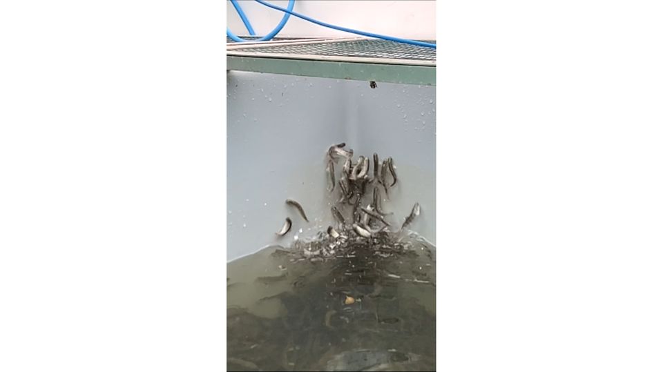 Handyaufnahme: Junglachse versuchen panikartig aus dem Wasser des Fischbeckens zu springen