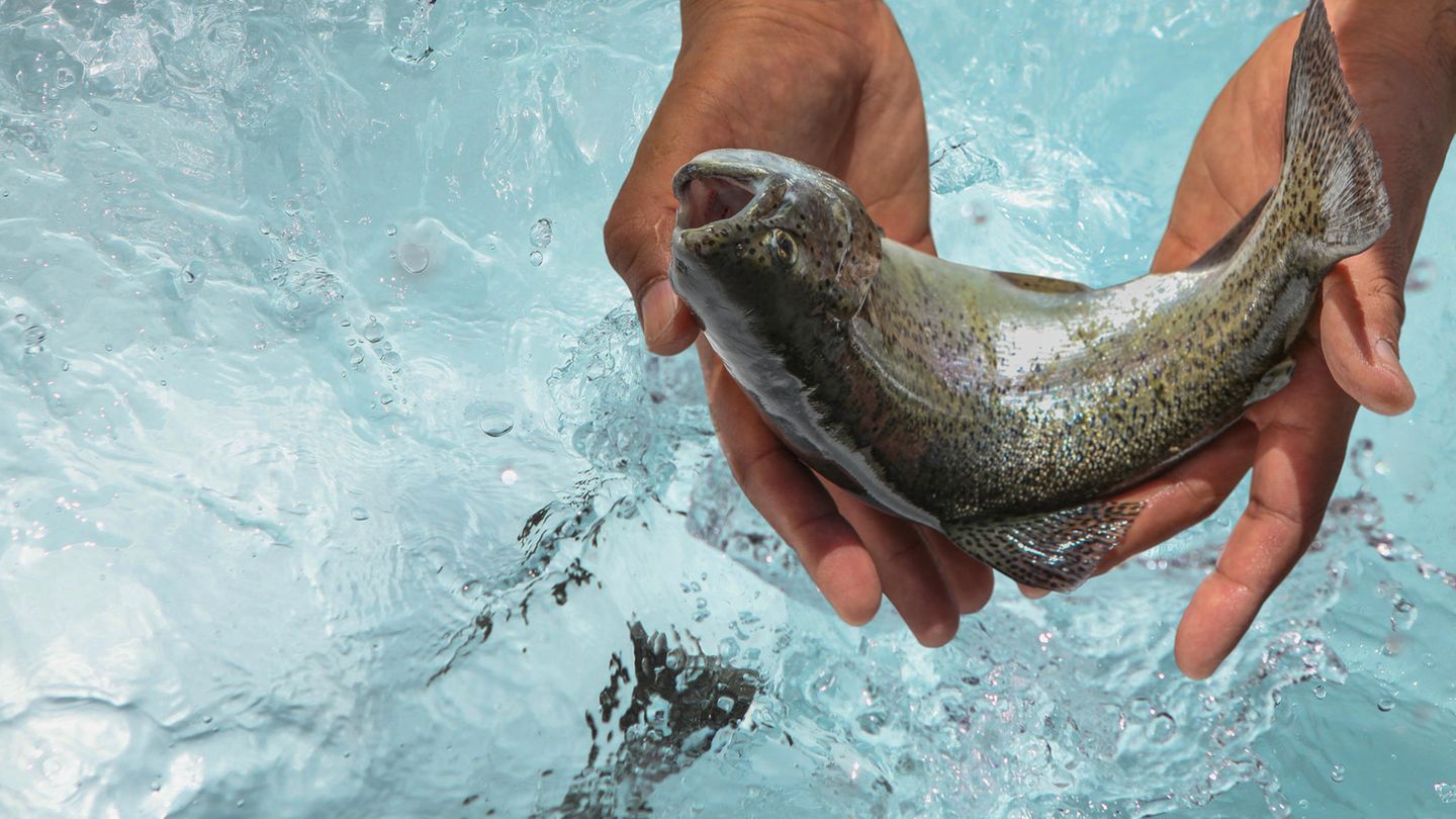 Mann hält einen Lachs in den Händen