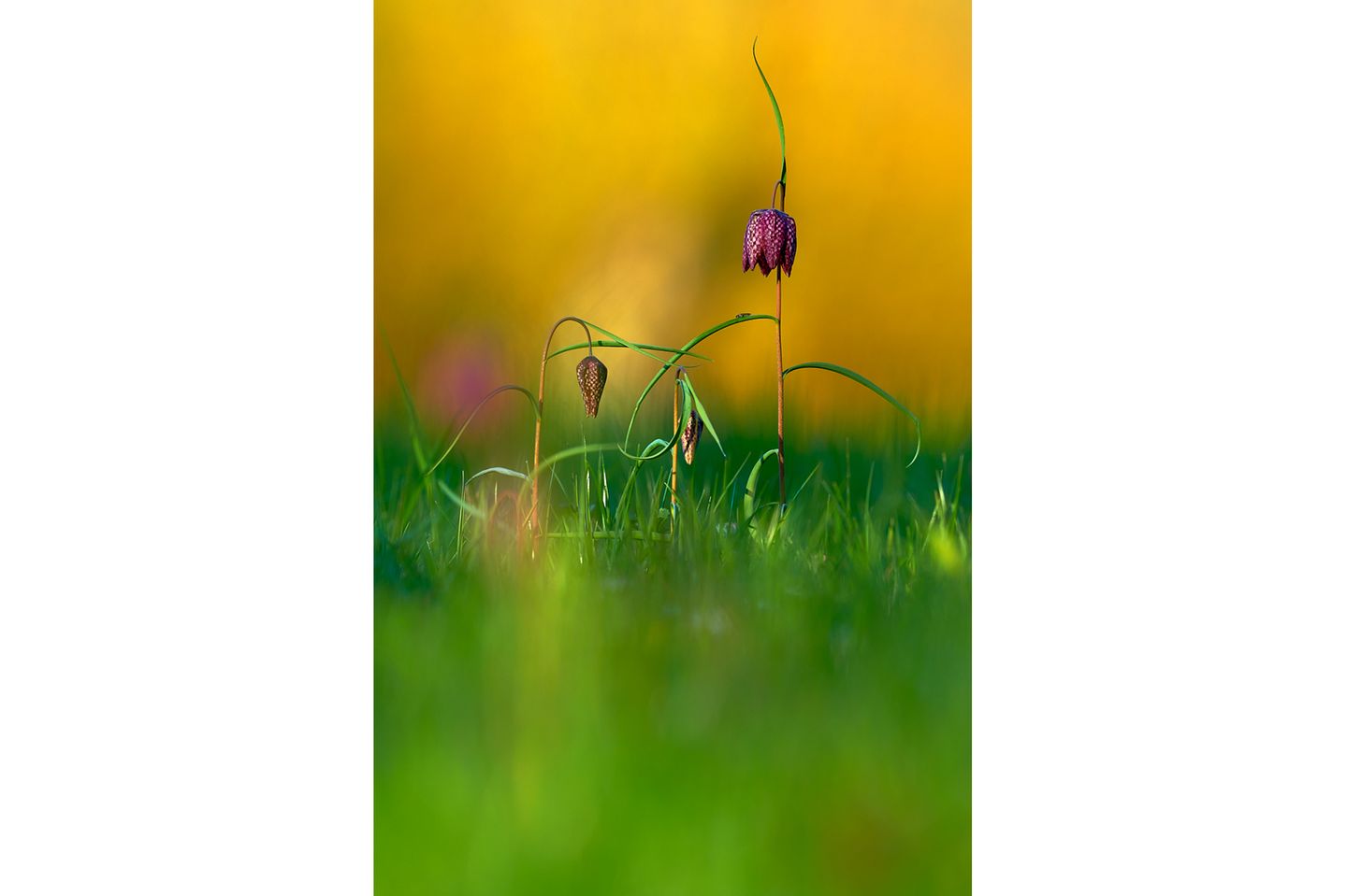 12.07.2021      "Wiese mit Schachblumen im Abendlicht"      Kamera: Sony A7R II mit Sony FE 200–600mm F5.6–6.3 G OSS  Mehr Fotos von Jörg Franzen