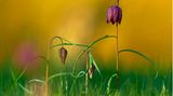 12.07.2021      "Wiese mit Schachblumen im Abendlicht"      Kamera: Sony A7R II mit Sony FE 200–600mm F5.6–6.3 G OSS  Mehr Fotos von Jörg Franzen