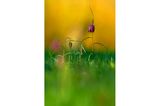 12.07.2021      "Wiese mit Schachblumen im Abendlicht"      Kamera: Sony A7R II mit Sony FE 200–600mm F5.6–6.3 G OSS  Mehr Fotos von Jörg Franzen