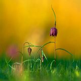 12.07.2021      "Wiese mit Schachblumen im Abendlicht"      Kamera: Sony A7R II mit Sony FE 200–600mm F5.6–6.3 G OSS  Mehr Fotos von Jörg Franzen