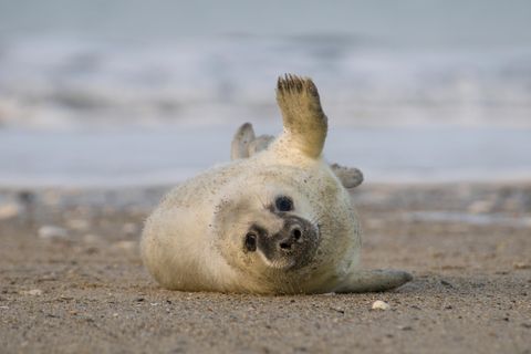 Junge Kegelrobbe liegt am Strand der Nordsee schaut aufmerksam in die Kamera