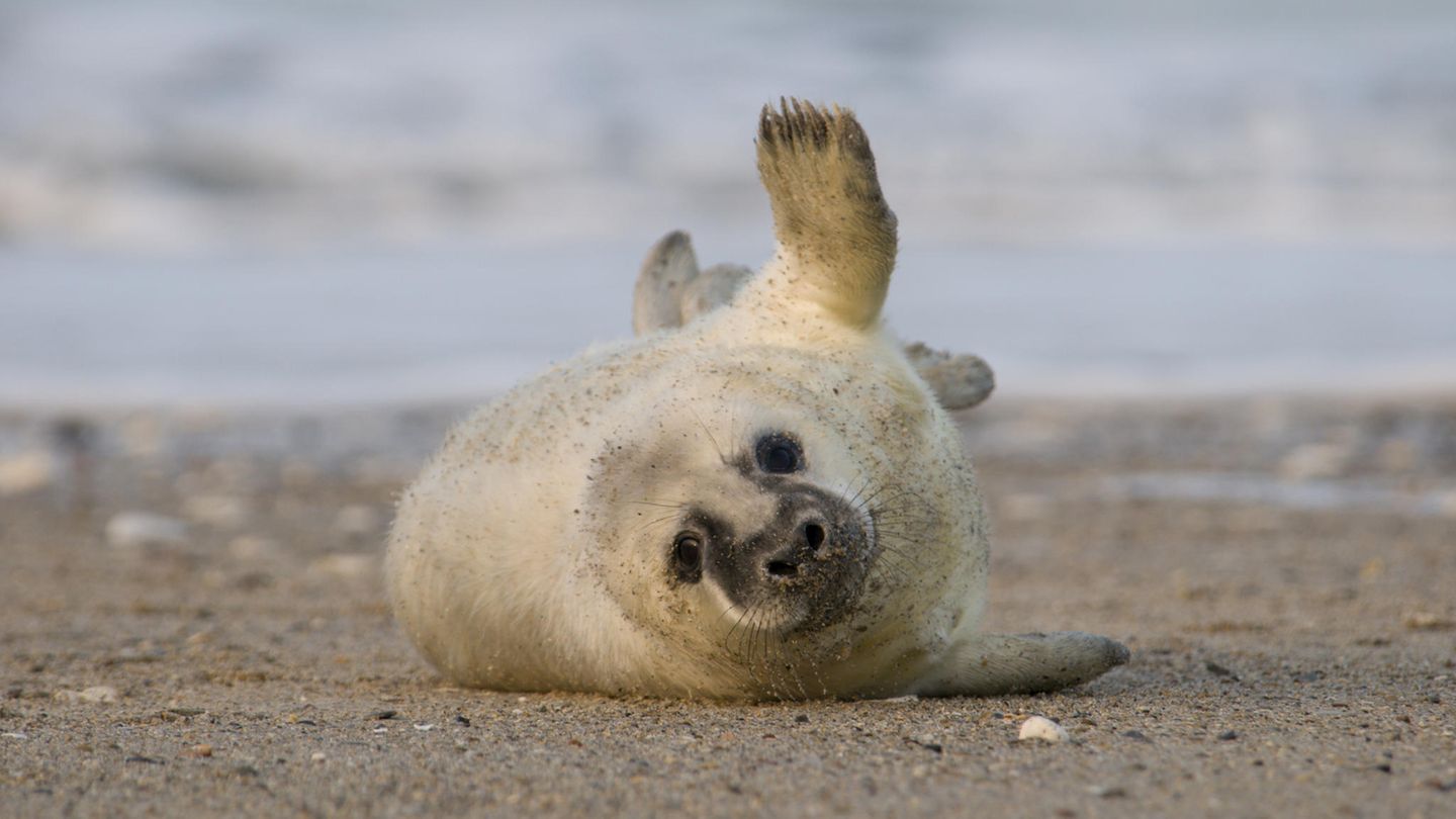 Junge Kegelrobbe liegt am Strand der Nordsee schaut aufmerksam in die Kamera