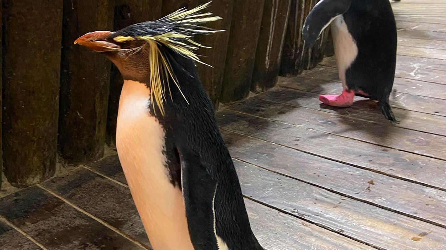 Felsenpinguin Teddy watschelt durch das Two Oceans Aquarium. Der Pinguin war einer der ersten "Rescues", also gerettete Vögel. Ihn fand man im Dezember 1999, seine Beine waren mit Draht zusammengebunden. Deshalb tragen «Teddy» und einige seiner Kumpels höheren Alters nun einen pinken Schutzverband