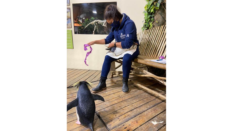 Tierpflegerin Shanet Rutgers verbindet einen Pinguin im Two Oceans Aquarium. Die 30-Jährige verhilft greisen Pinguinen mit Sohlengeschwüren wieder zum unbeschwerten Watscheln