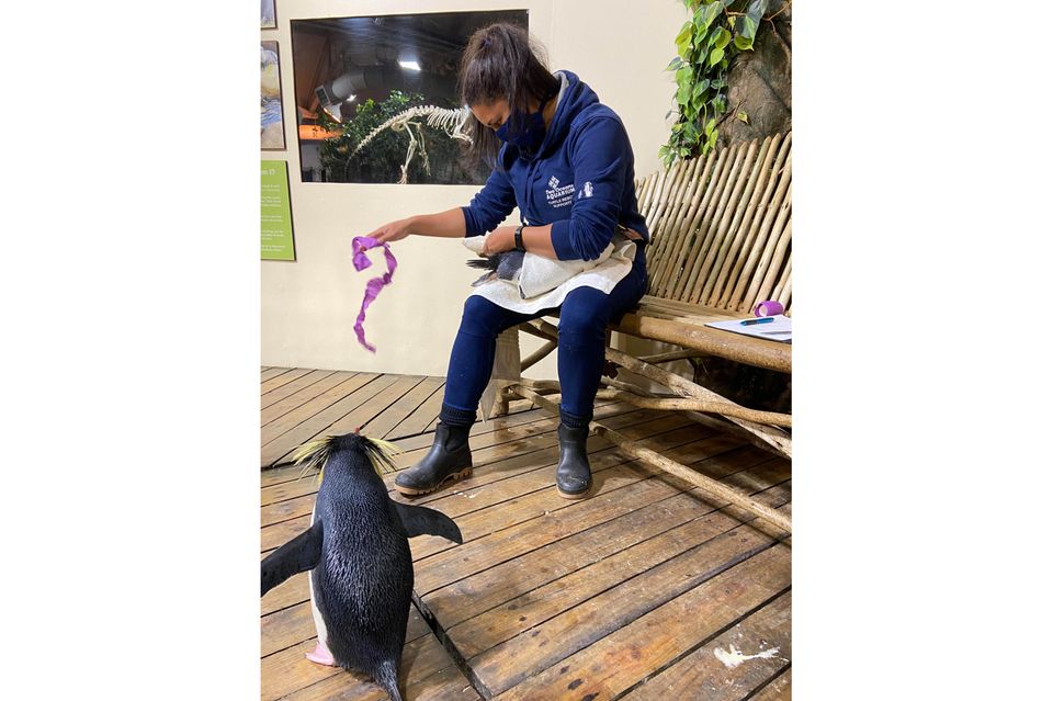 Video: Tierpflegerin Shanet Rutgers verbindet einen Pinguin im Two Oceans Aquarium. Die 30-Jährige verhilft greisen Pinguinen mit Sohlengeschwüren wieder zum unbeschwerten Watscheln Tierpflegerin Shanet Rutgers verbindet einen Pinguin im Two Oceans Aquarium. Die 30-Jährige verhilft greisen Pinguinen mit Sohlengeschwüren wieder zum unbeschwerten Watscheln