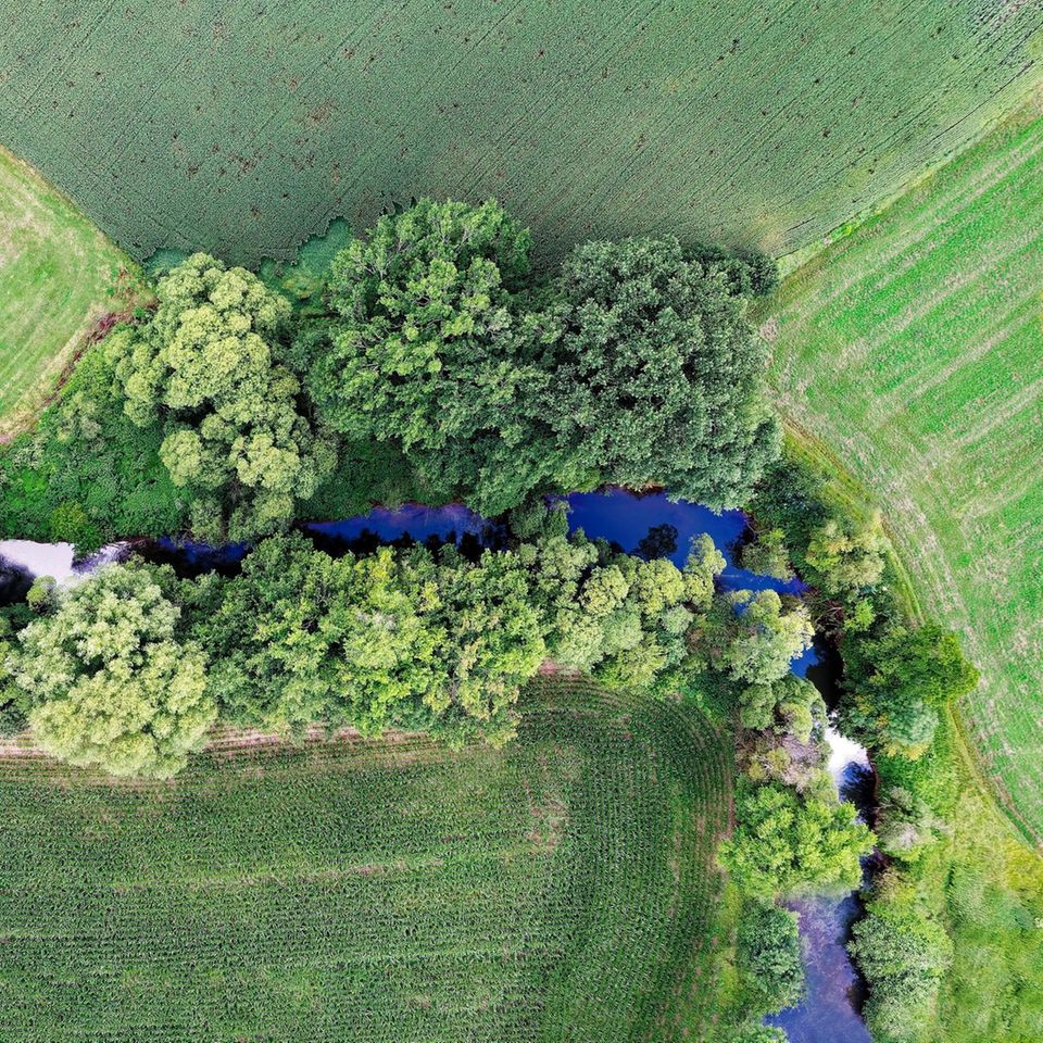 Gülle, Dünger, Pestizide: Bäche, die an landwirtschaftlich genutzte Flächen grenzen, weisen oft zu hohe Schadstoffbelastungen auf