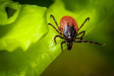 Vormarsch der Blutsauger?: Mythen über Zecken - und welche wirklich stimmen