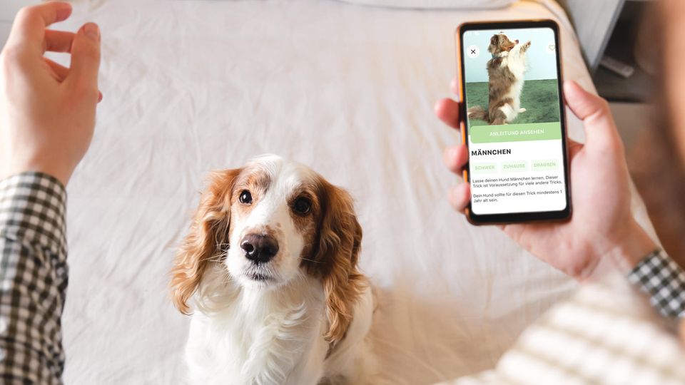 Hund trainiert mit der App "Hundeo"