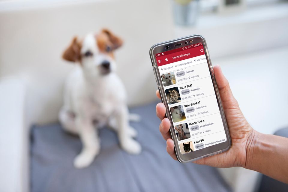 Smartphone mit der TASSO-App und Hund im Hintergrund