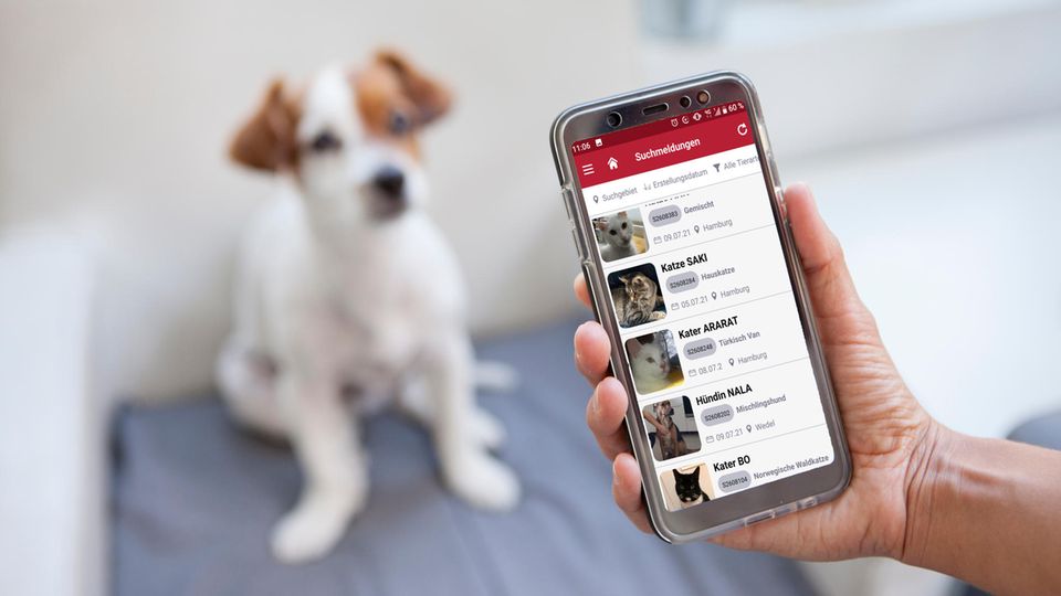 Smartphone mit der TASSO-App und Hund im Hintergrund
