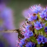 Patrick Coughlin/Audubon Photography Awards/2021 Fisher Prize