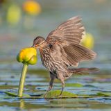 Shirley Donald/Audubon Photography Awards/2021 Plants For Birds Award Winner