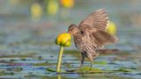 Shirley Donald/Audubon Photography Awards/2021 Plants For Birds Award Winner