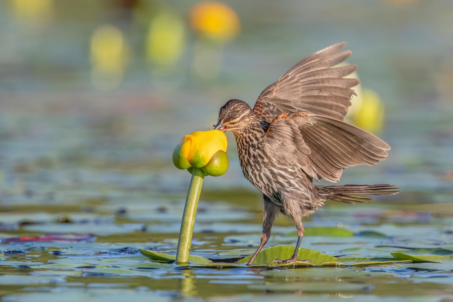 Shirley Donald/Audubon Photography Awards/2021 Plants For Birds Award Winner