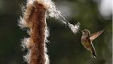 Karen Boyer Guyton/Audubon Photography Awards/2021 Plants For Birds Honorable