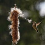 Karen Boyer Guyton/Audubon Photography Awards/2021 Plants For Birds Honorable