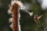 Karen Boyer Guyton/Audubon Photography Awards/2021 Plants For Birds Honorable