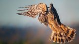 Elizabeth Yicheng Shen/Audubon Photography Awards/2021 Female Bird Prize