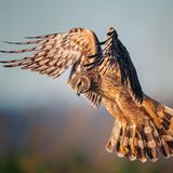 Elizabeth Yicheng Shen/Audubon Photography Awards/2021 Female Bird Prize