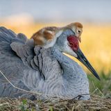 Robin Ulery/Audubon Photography Awards/2021 Amateur Award Winner