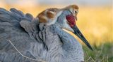 Robin Ulery/Audubon Photography Awards/2021 Amateur Award Winner