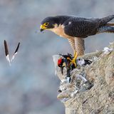Tom Ingram/Audubon Photography Awards/2021 Amateur Honorable Mention