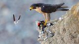 Tom Ingram/Audubon Photography Awards/2021 Amateur Honorable Mention