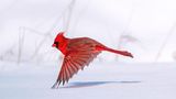 Steve Jessmore/Audubon Photography Awards/2021 Professional Award Winner
