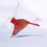 Steve Jessmore/Audubon Photography Awards/2021 Professional Award Winner