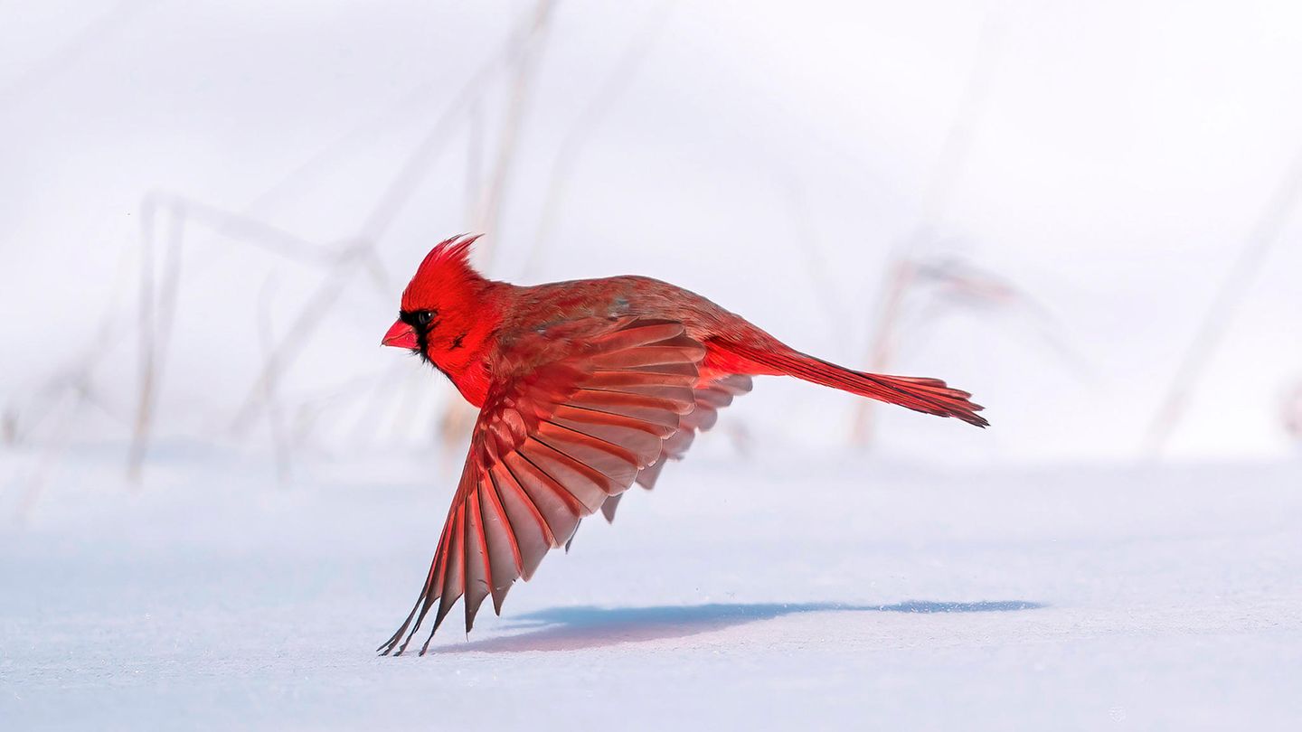Steve Jessmore/Audubon Photography Awards/2021 Professional Award Winner